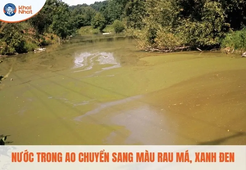 nước ao chuyển màu khác thường