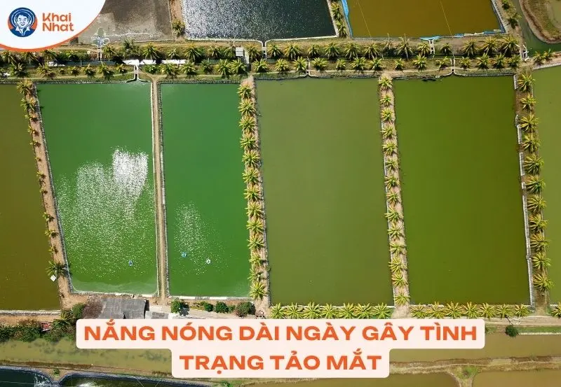 nắng nóng kéo dài gây hiện tượng tảo mắt