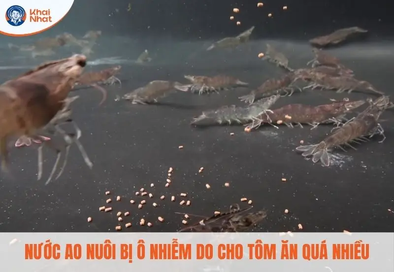 nguồn nước trong ao bị ô nhiễm