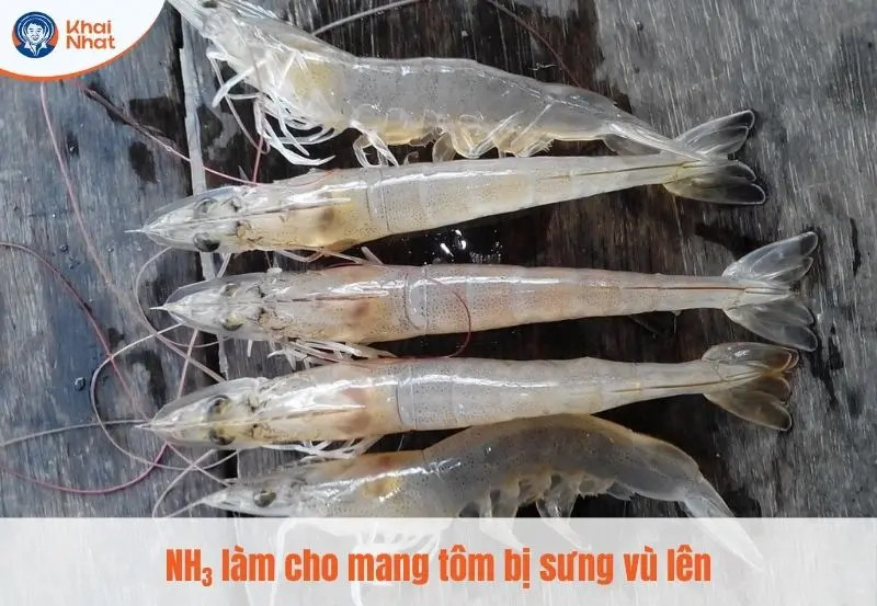 NH3 làm cho tôm bị mềm vỏ