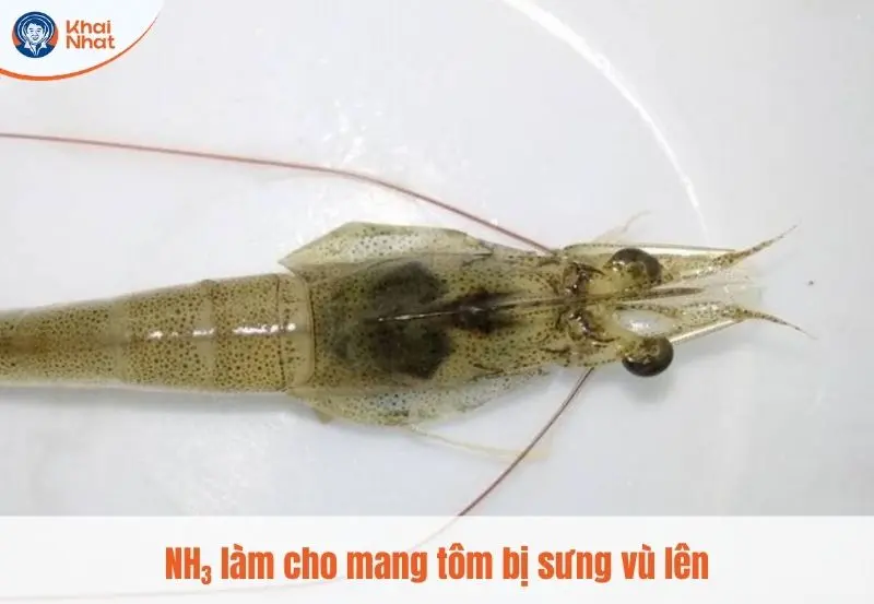 NH3 là mang tôm bị tổng thương