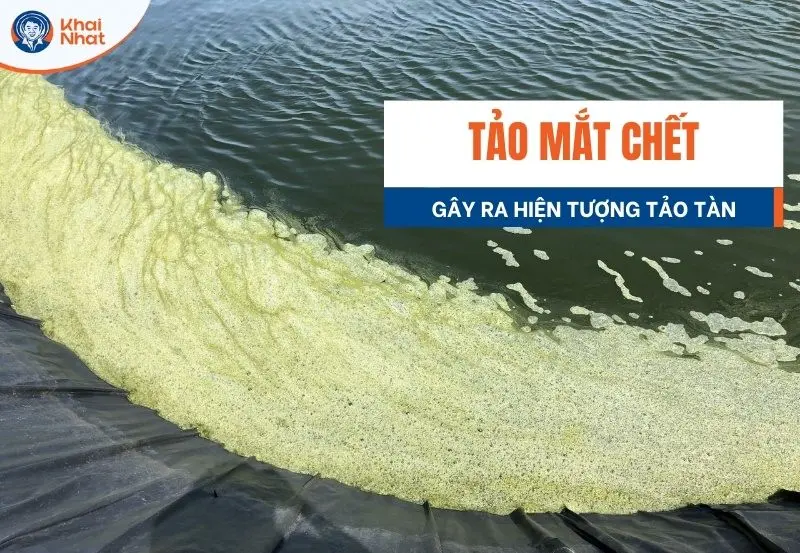Tảo mắt làm tảo tàn