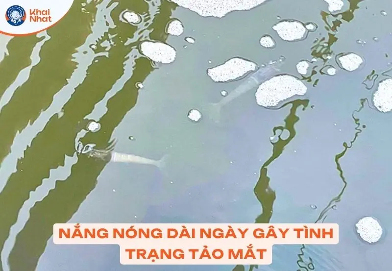 tảo mắt gây ra hiện tượng tảo tàn