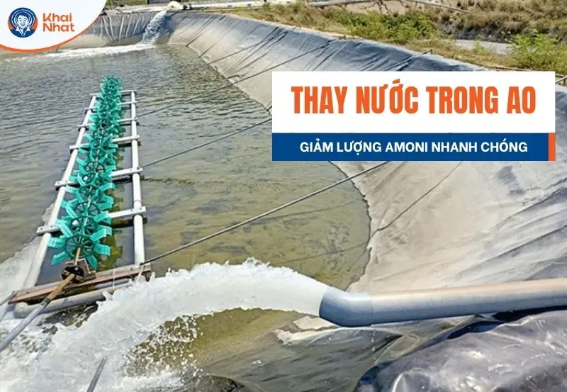 Việc thay nước là cách giảm lượng NH3 nhanh chóng trong ao nuôi