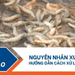 thumbnail các loại khí độc