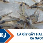 nitrite là gì? gây hại đến ao nuôi ra sao