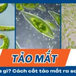 thumbnail tảo mắt