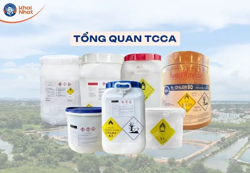 tổng quan TCCA