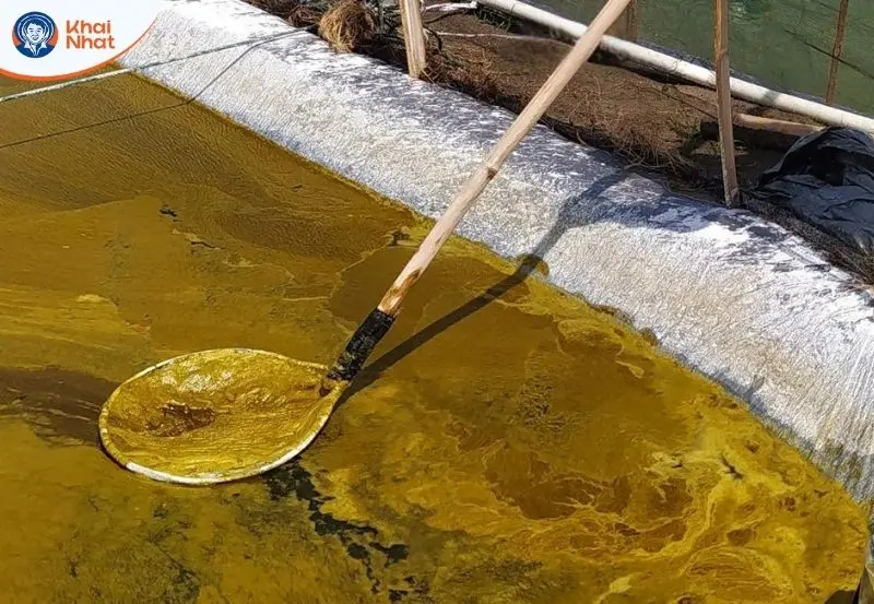 vớt tảo tàn torng ao