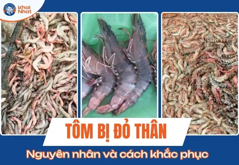 banner tôm bị đỏ thân