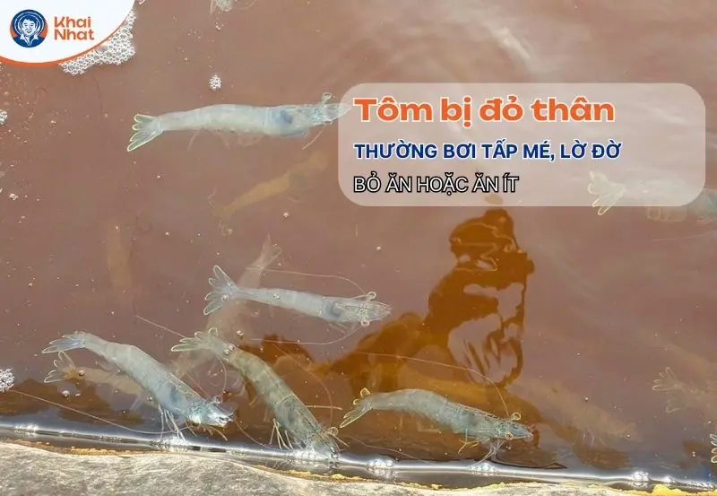 tôm bị đỏ thân thông qua hành vi