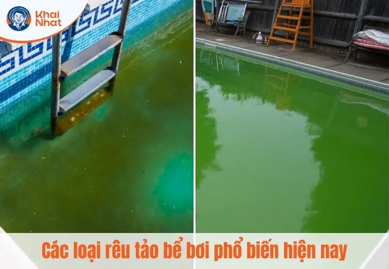 các loại rêu tảo torng hồ bơi phổ biến hiện nay