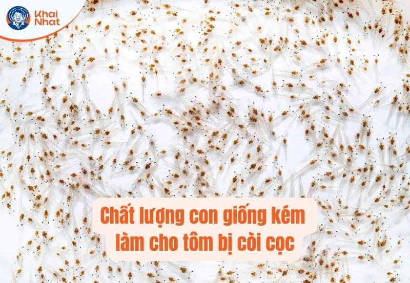 Chất lượng con giống kém làm cho tôm bị còi cọc
