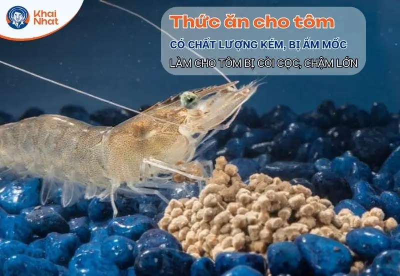 Chất lượng thức ăn kém làm cho tôm bị còi cọc