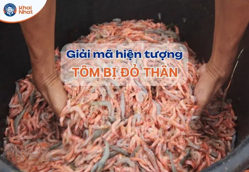 giải mã hiện tượng tôm bị đỏ thân trong ao