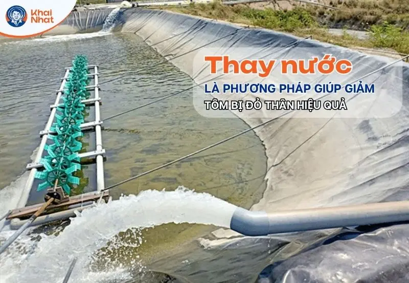 thay nước làm giảm tình trạng tôm bị đỏ thân