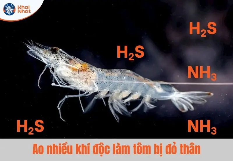 chất lượng nước kém, nhiều khí độc torng ao cũng là nguyên nhân làm tôm bị đỏ thân