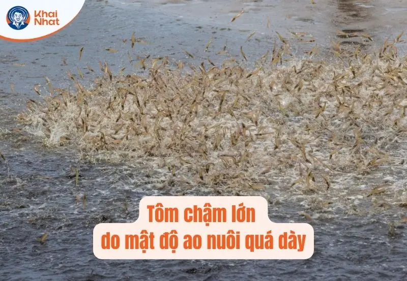 tôm chậm lớn do mật độ ao nuôi quá dày