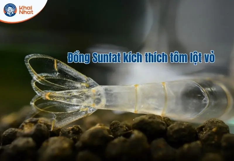 Đồng Sunfat kích thích tôm lột vỏ