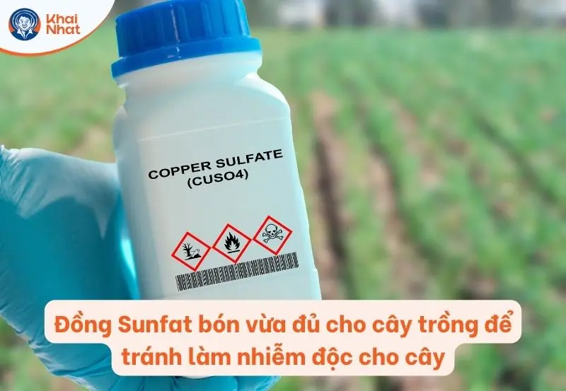 Liều lượng Đồng Sunfat bón trực tiếp cho cây