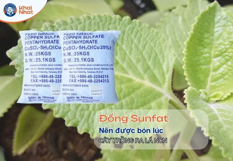 lúc cây ra lá non thì là lúc cần bón Đồng Sunfat