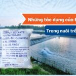 Tác dụng của Đồng Sunfat trong nuôi trồng thủy sản