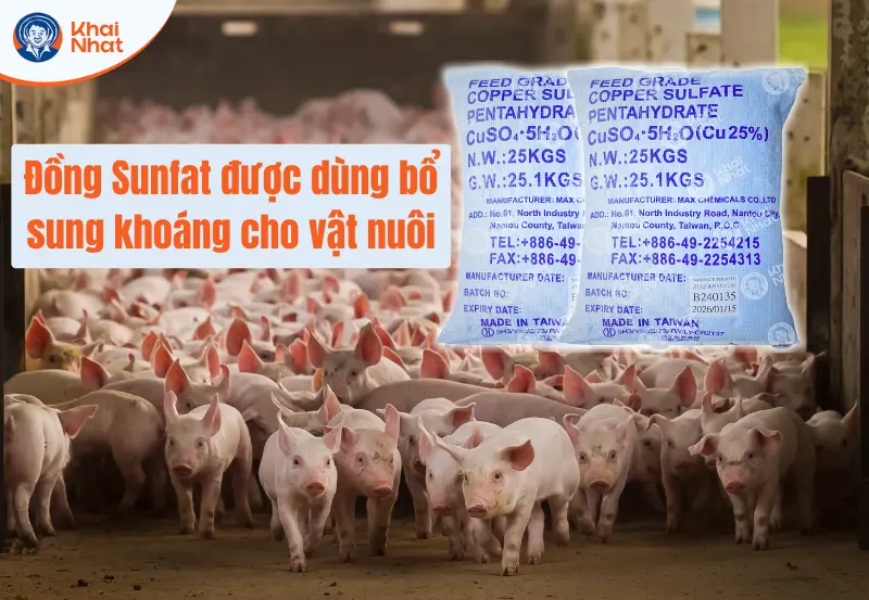 ứng dụng đồng sunfat trong chăn nuôi