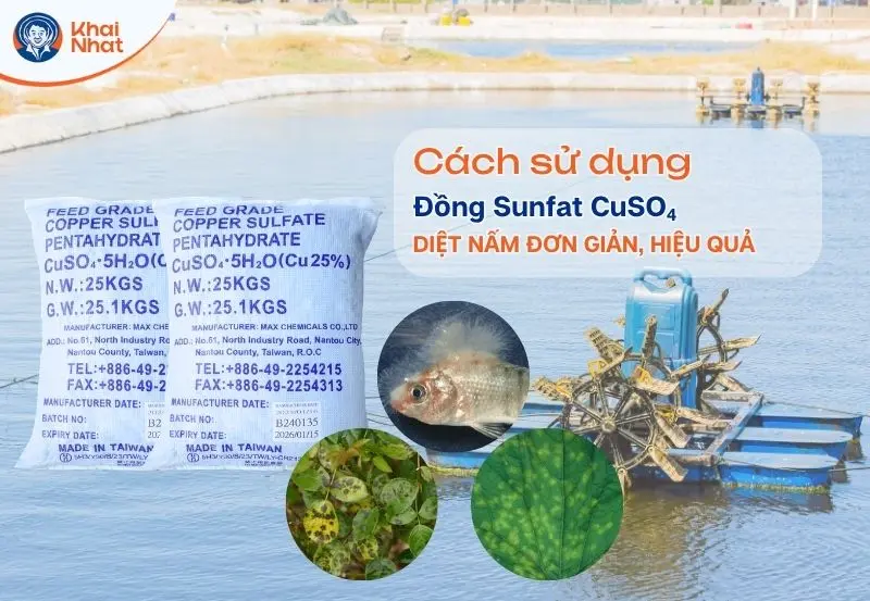 Banner dùng Đồng Sunfat để diệt nấm