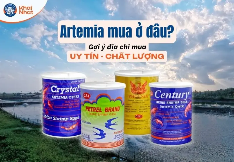 banner mua artemia ở đâu tốt, chất lượng