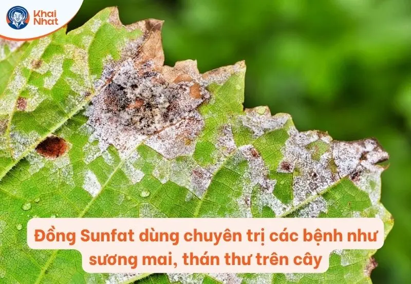 Đồng Sunfat đặc trị thán thư